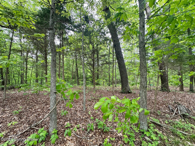 Listing Image 82
