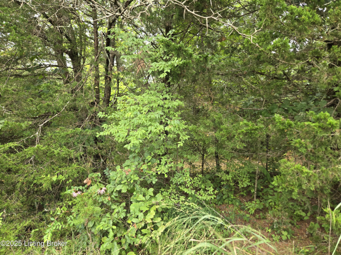 Listing Image 56