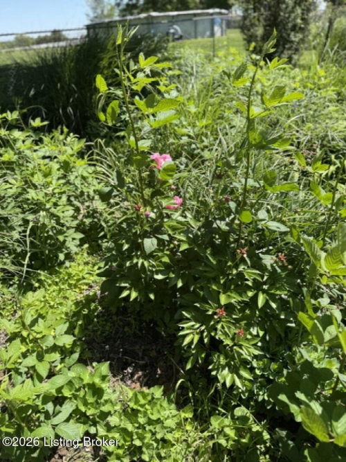 Listing Image 17