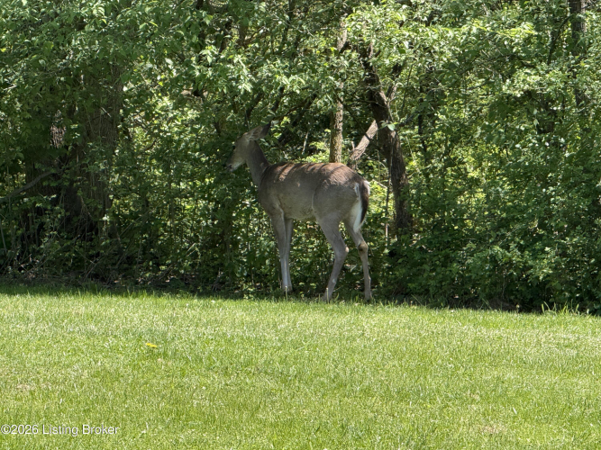 Listing Image 71