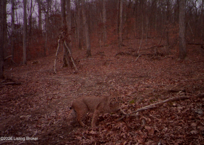 Listing Image 93