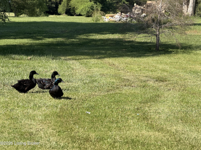 Listing Image 59