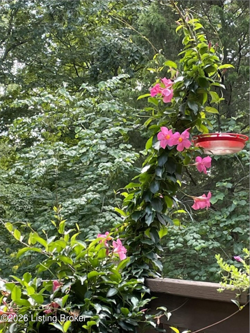Listing Image 52