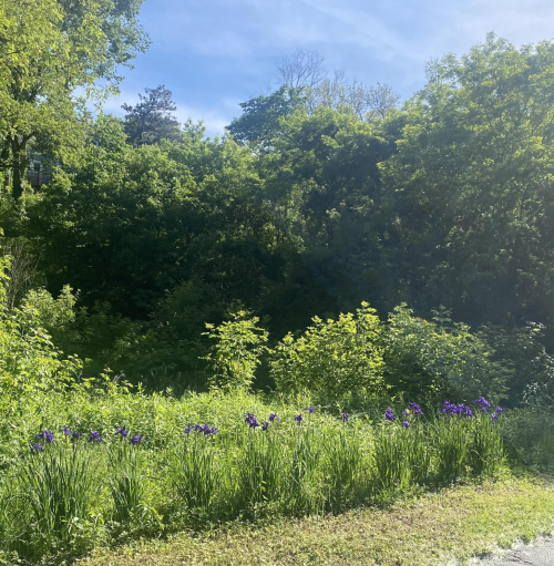 Listing Image 54