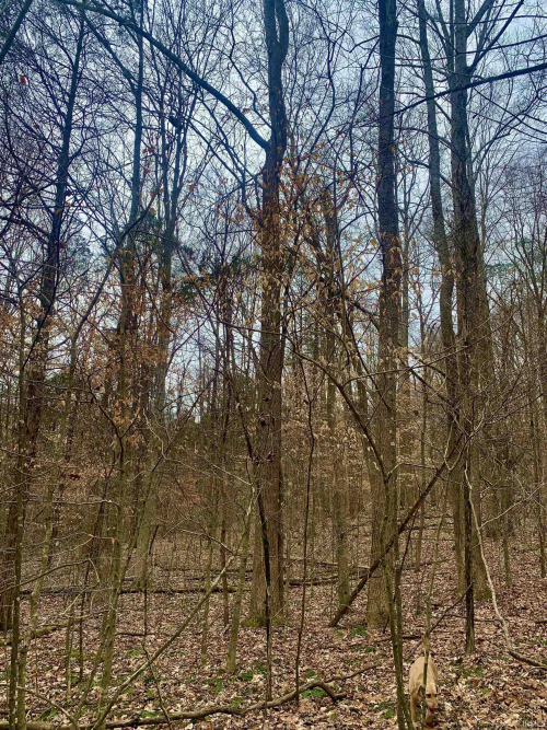 Listing Image 28