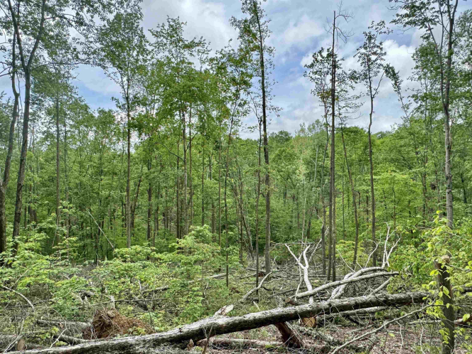 Listing Image 19