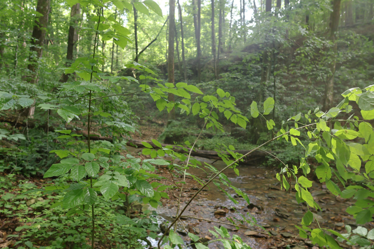 Listing Image 35