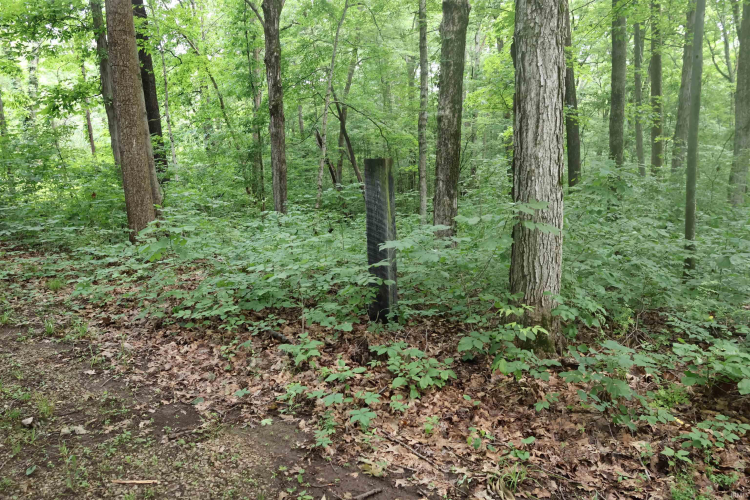 Listing Image 37