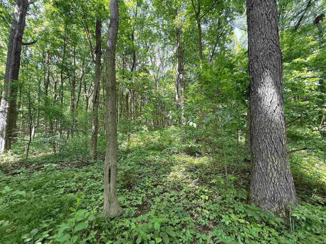 Listing Image 31