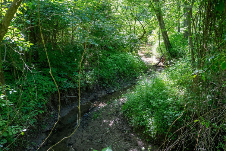 Listing Image 37