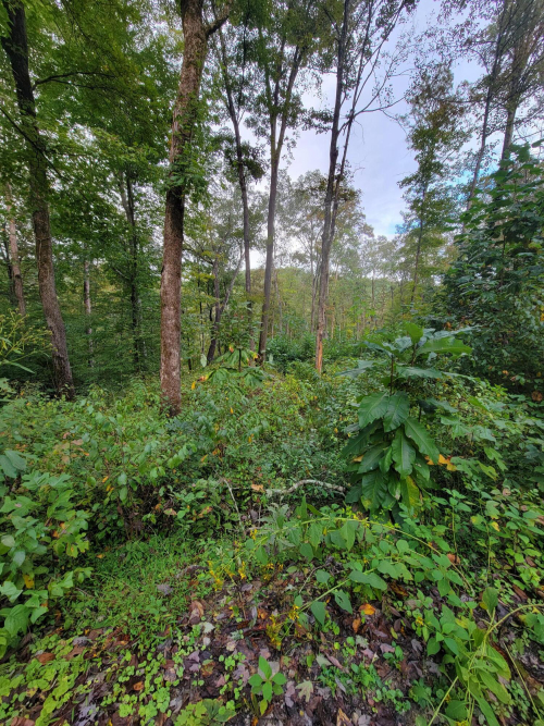 Listing Image 17