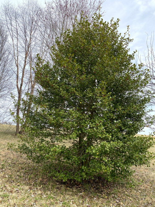Listing Image 8