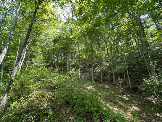 Listing Image 104