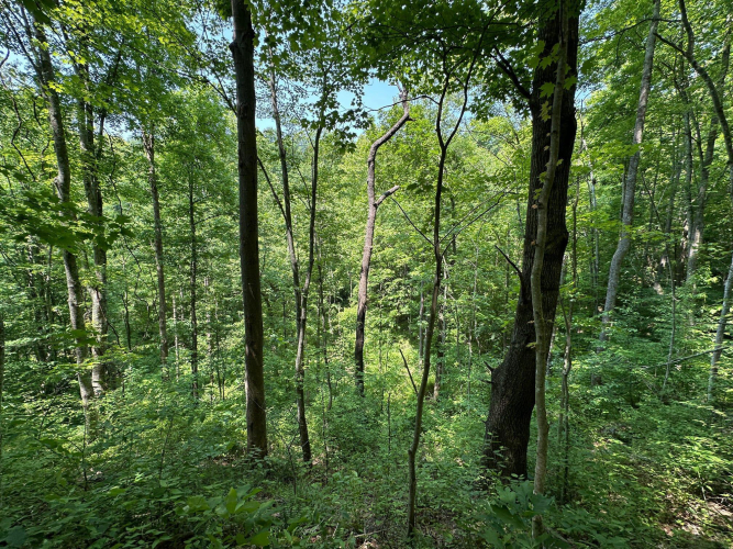 Listing Image 115