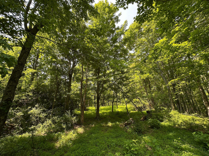 Listing Image 117