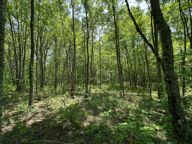 Listing Image 142