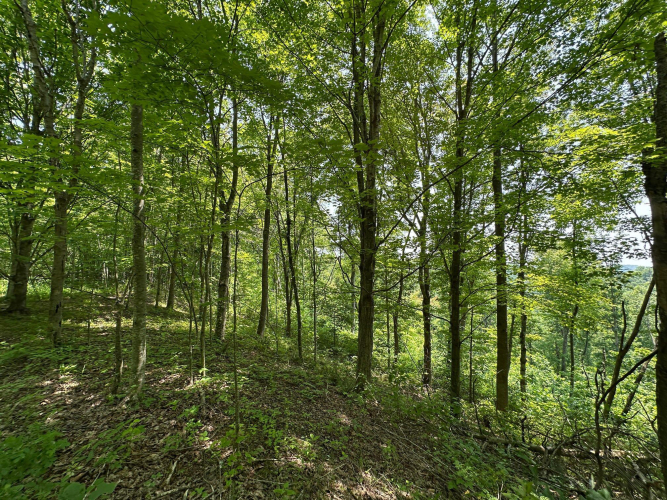 Listing Image 155