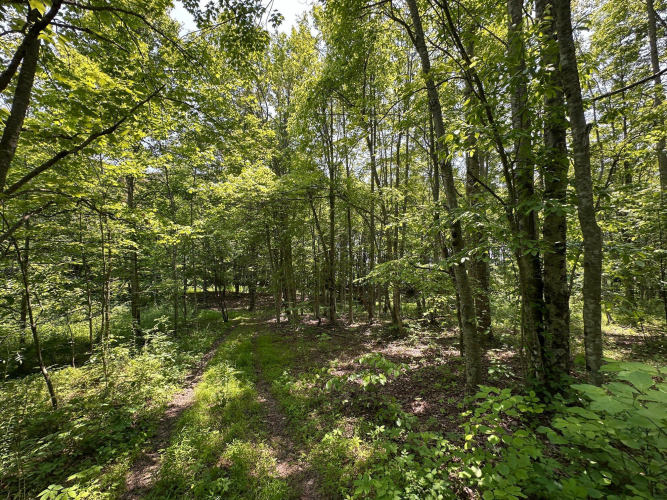 Listing Image 156