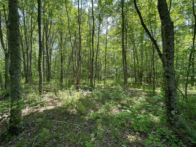 Listing Image 159