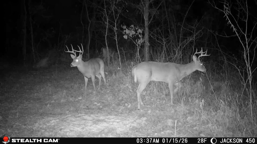 Listing Image 64