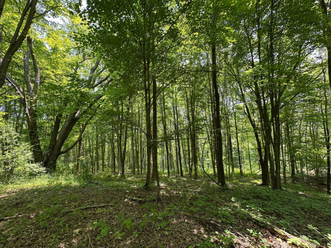Listing Image 89