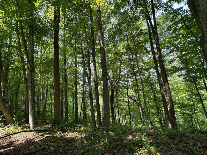 Listing Image 91