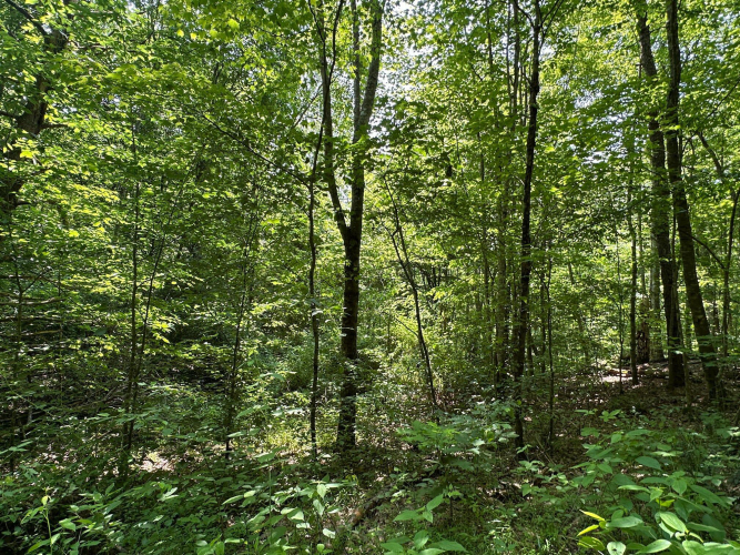 Listing Image 98