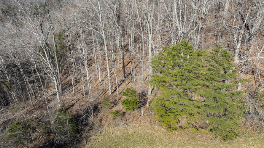 Listing Image 62