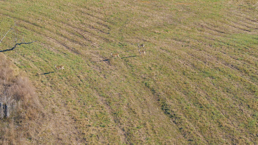 Listing Image 75