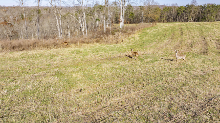 Listing Image 78