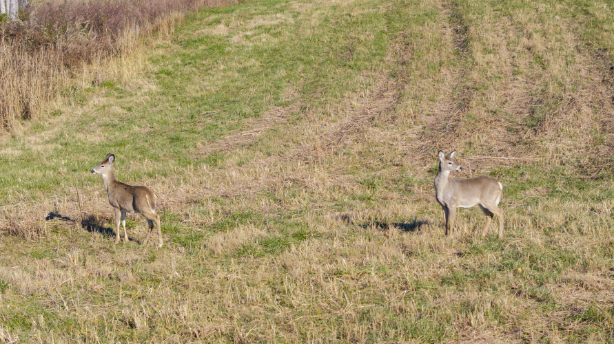 Listing Image 79