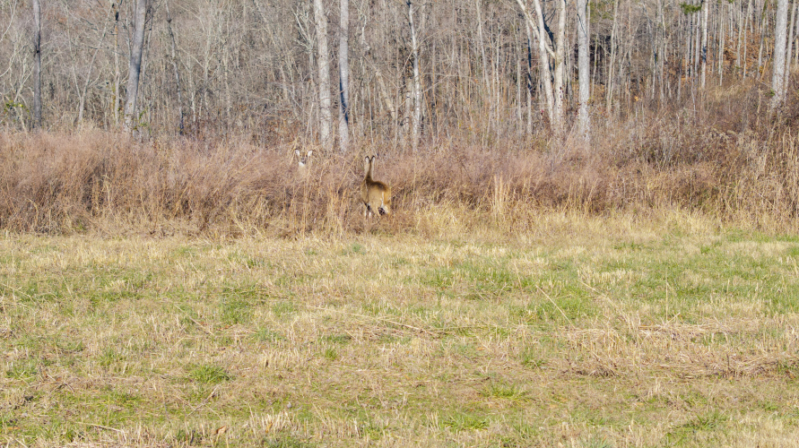 Listing Image 80