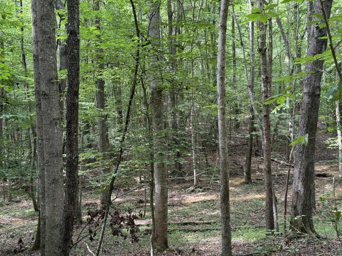 Listing Image 60