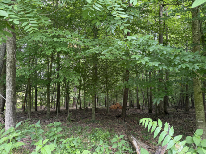 Listing Image 63