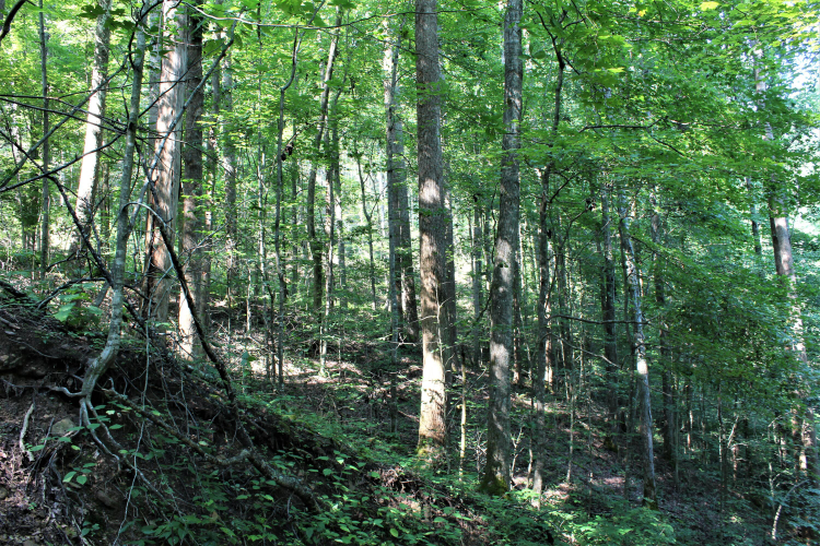 Listing Image 30