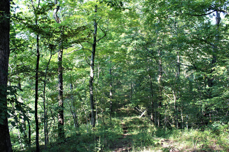Listing Image 63