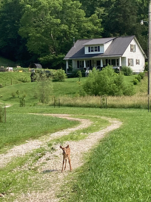 Listing Image 75