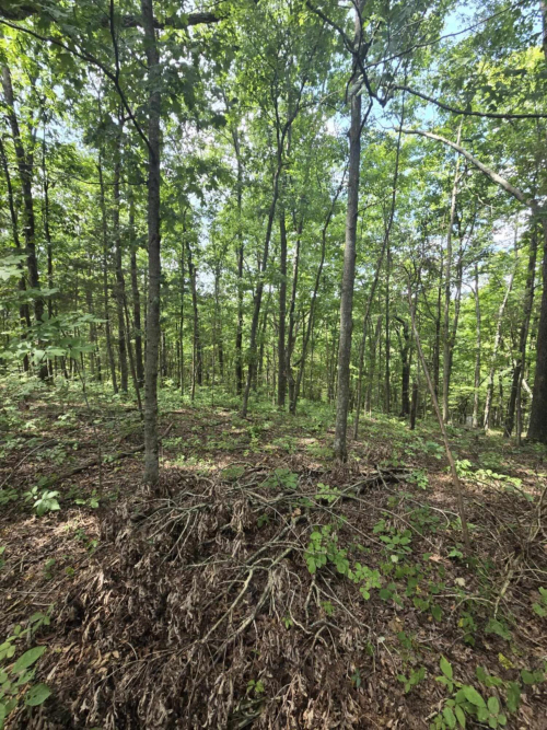 Listing Image 45