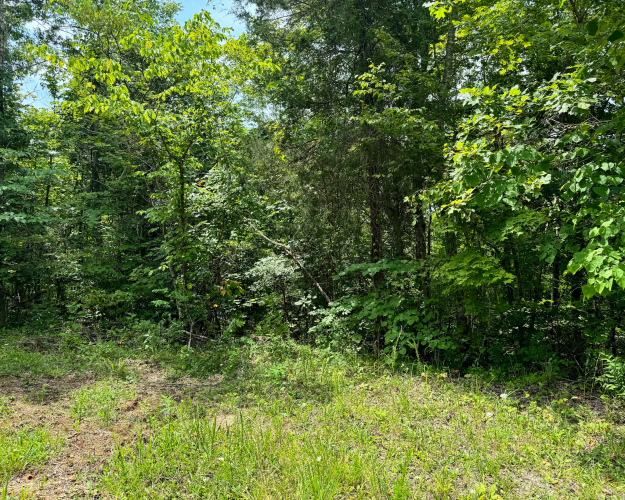 Listing Image 62