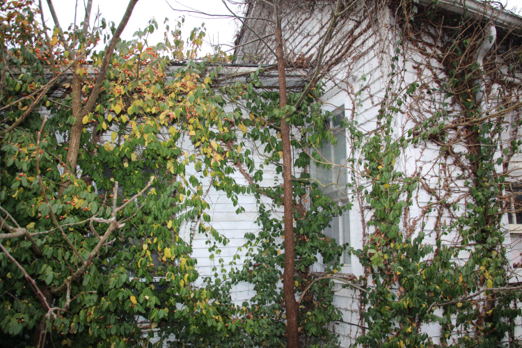 Listing Image 80