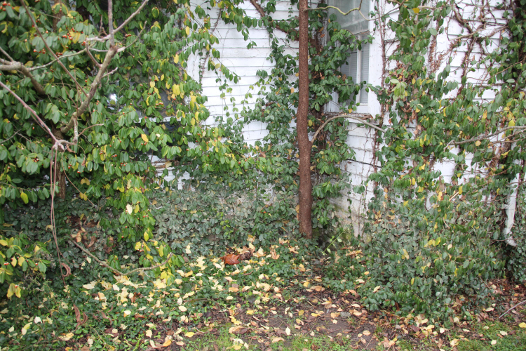 Listing Image 81