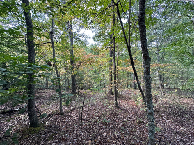 Listing Image 19