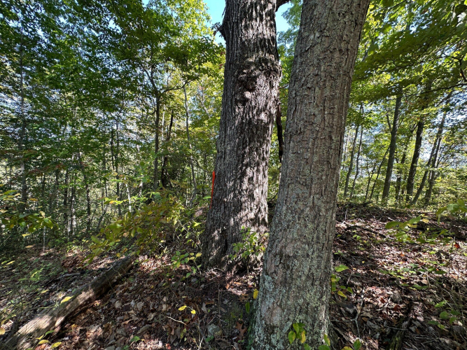 Listing Image 32