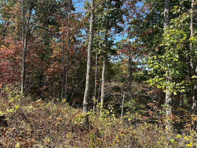 Listing Image 37