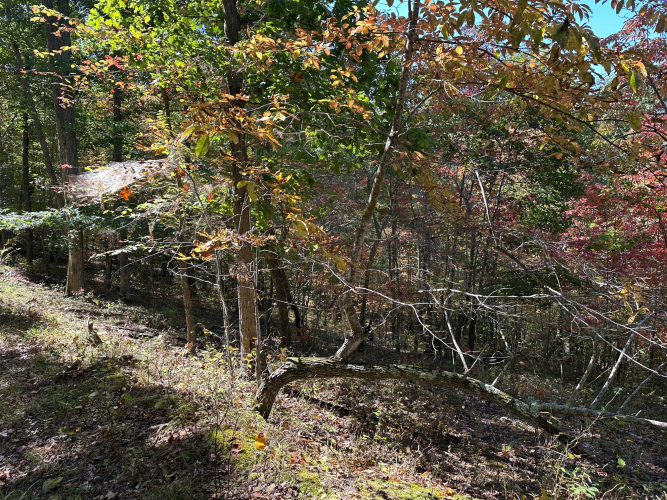 Listing Image 39