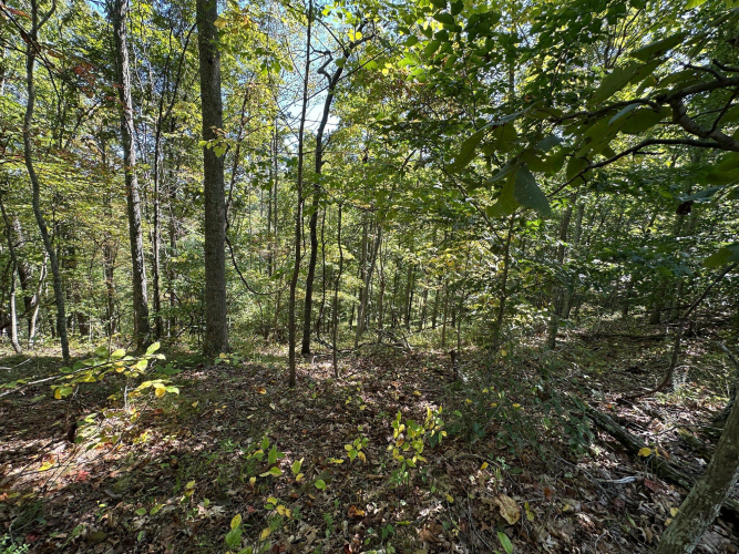 Listing Image 45