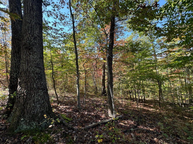 Listing Image 64