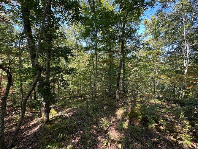 Listing Image 65