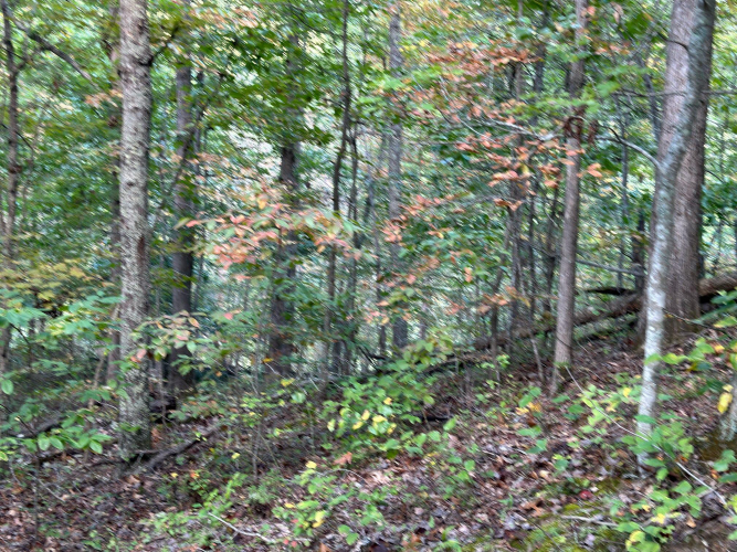 Listing Image 68