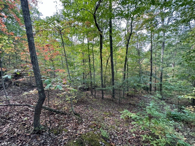 Listing Image 74
